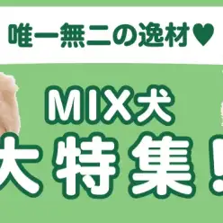【 MIX犬特集 】12/12現在在店中の唯一無二のハーフ犬！最新動画付き！