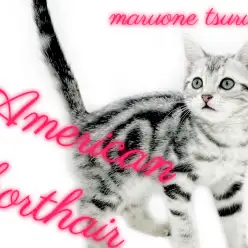 【 アメリカンショートヘア 】社交的な温厚にゃんこ!初心者様にもオススメ!