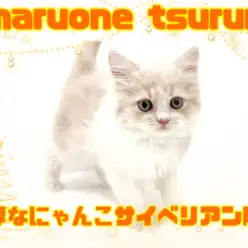 【 サイベリアン 】温厚な大型種！癒しにゃんこサイベリアン降臨！