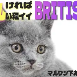 【 ブリティッシュ 】毎日頑張っているアナタ!癒し系のまん丸猫との生活はいかが?