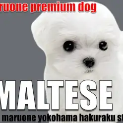 【 マルチーズ 】マルワンプレミアム認定！小柄で整ったルックスのぬいぐるみわんこ