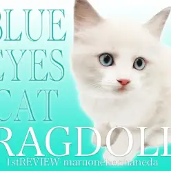 【 ラグドール 】2024年最高クラスの甘えん坊イケメン！ラグドールくん登場！