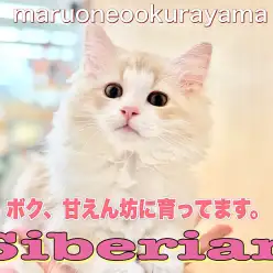 【 サイベリアン 】デレニャン確定！甘えん坊に育てるコツお答えいたします！