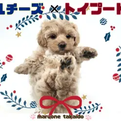 【 マルチーズ×トイプードル 】史上最強！究極のぬいぐるみワンコマルプー降臨！