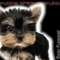 【 ヨーキー 】世界最小に継ぐミニマムサイズでも存在感抜群の麗しき宝石犬に圧巻！