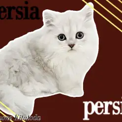 【 ペルシャ 】チンチラシルバーカラーの美しき猫！その魅力を徹底解説！