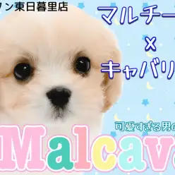 【 MIX マルキャバ 】英国紳士を半分受け継ぐブレンハイムのプリンス登場！