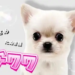 【 チワワ 】魅惑のムチコロボディ!小さめサイズの白たぬきチワワが登場!