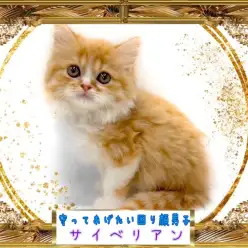 【 サイベリアン 】困り顔が可愛いすぎる愛されサイベちゃん