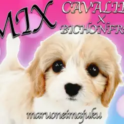 【 キャバリアMIX 】ブレンハイムの最強MIX!大人気キャバションの女の子!