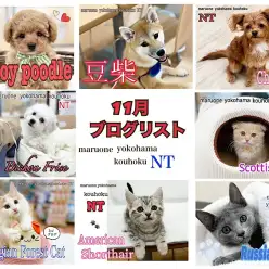 【 ブログリスト 】マルワン港北NT店11月のブログ記事まとめ