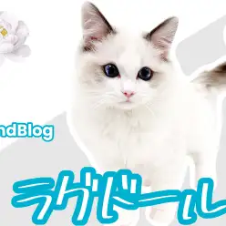 【 ラグドール 】美しさNO.1！成長と共に魅力も上昇した爆イケ猫ちゃん！