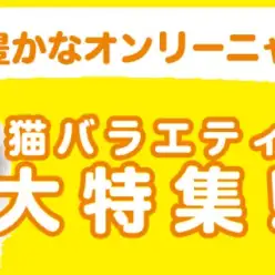 【 猫バラエティ 】12/12現在在店中のオンリーニャンコ！最新動画は必見！