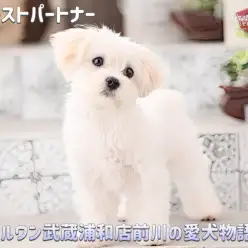 【 ファーストパートナー 】さいたま武蔵浦和店スタッフ前川の愛犬物語！