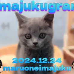 【 イマジュクグラム 】目ヂカラ最強の丸顔に癒されるブリティッシュの男の子!