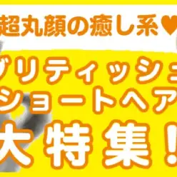 【 ブリティッシュショートヘア特集 】12/5現在在店中の丸顔癒し系にゃんこ！