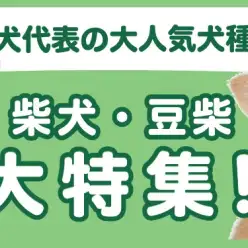 【 柴犬・豆柴特集 】12/5現在在店中の和犬代表！最新動画は必見！