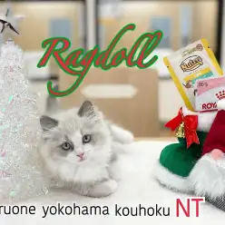 【 ラグドール 】抜群のルックス！青い瞳の甘えんBOYが港北NT店にやってきた！