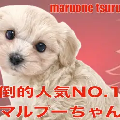 【 MIX 】MIX界では大人気のマルプーちゃんの女の子！！
