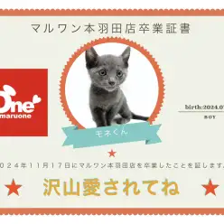 【卒業記念】ロシアンブルーのモネくん卒業おめでとう！今までの感謝を込めて〜卒業ブログ〜