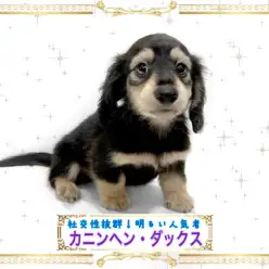 【 カニンヘン・ダックスフント 】スーパー社交的!太陽みたいに明るい男の子