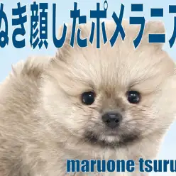 【 ポメラニアン 】爆毛と呼べる位、たぬき顔した男の子！