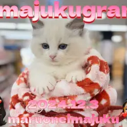 【 イマジュクグラム 】速報！ブルーポイントが美しいラグドールの女の子が登場！