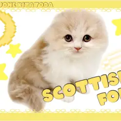 【 スコティッシュフォールド 】垂れ耳、長毛、希少カラー！プレミアムスコ降臨！