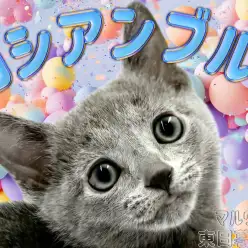 【 ロシアンブルー 】可愛いと美しさを兼ね備えたまさに非の打ち所がない男の子!