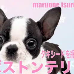 【 ボストンテリア 】タキシードドレスを纏ったプリンセス!!