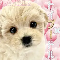 【 MIX・マルプー 】正統派アイドルの振舞いを見せる女の子が日暮里に登場!