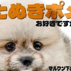 【 ポメラニアン 】コロコロボディのたぬきポメと笑顔いっぱいのペットライフ！