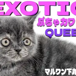 【 エキゾチック 】拳法の達人？面白さは誰にも負けないペチャ顔ぶちゃカワ姫が登場