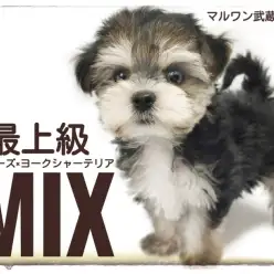 【 マルキー 】マルチーズ×ヨークシャテリアのスペシャルMIXが埼玉浦和に上陸！