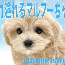 【 MIX 】魅力溢れる、圧倒的人気のマルプーちゃんの男の子！！