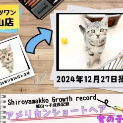 【 アメリカンショートヘア 】城山っ子成長報告！2024年12月27日