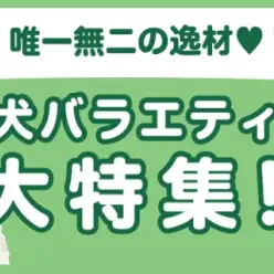 【 犬バラエティ特集 】12/26現在在店中のオンリーわんこ！最新動画付き！