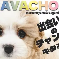 【 キャバション 】絶大人気のキャラクター性に間違いなし！両親譲りの最強MIX