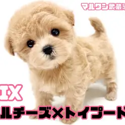 【 マルプー 】マルチーズとトイプードルの大人気MIXが埼玉浦和に登場！