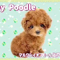 【 トイプードル 】濃いめのレッドカラー！優しいお顔の癒し系トイプーちゃんが降臨