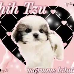 【 シーズー 】初心者さん必見！癒し満点のルックスに目が離せなくなるわんこ