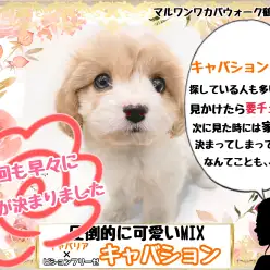 【 MIX 】なんでこんなに人気?すぐに家族が決まるキャバションちゃん