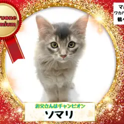 【 ソマリ 】美しきチャンピオンの娘ブルーソマリちゃん