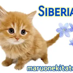 【 サイベリアン 】鮮やかなレッドカラー！母性本能をくすぐる甘えん坊な男の子