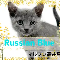 【 ロシアンブルー 】モデル体型の甘えん坊girl!ロシアンブルー入店!