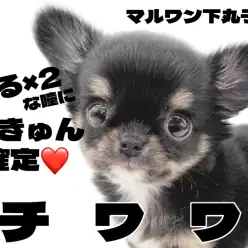 【 チワワ 】小さめ家系の血統を持つオンリーワンカラーの手乗りチワワが君臨！