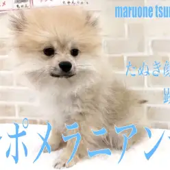 【 ポメラニアン 】毛量多めのたぬき顔した男の子の成長記録です！