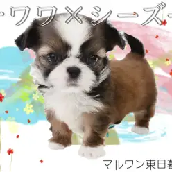 【 MIX チワワ×シーズー 】ぺったんこマズルのオンリーワンなチワズー登場!