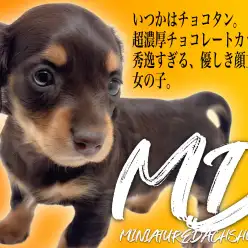 【 ミニチュアダックスフント 】バレンタインの申し子！チョコレートカラーの女の子