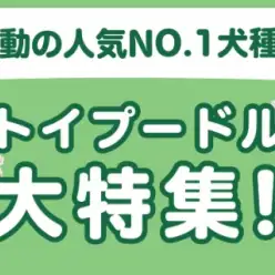 【 トイプードル特集 】1/30現在在店中の大人気犬種！最新動画は必見！